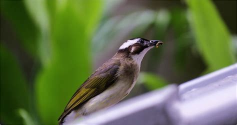 鳥自己飛來|家裡來鳥,代表什麼意思,家中來鳥什麼意思